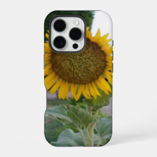 Breathtaking Natural Sunflower Golden Radiance A iPhone 16 Pro Case