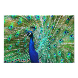 Breathtaking Peacock Picture Photo Print