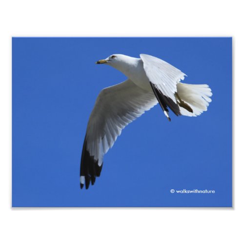 Breathtaking Ring_Billed Gull in Flight Photo Print