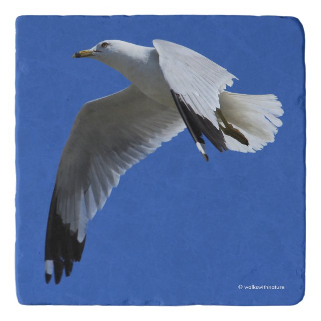 Breathtaking Ring-Billed Gull in Flight Trivet (Front)