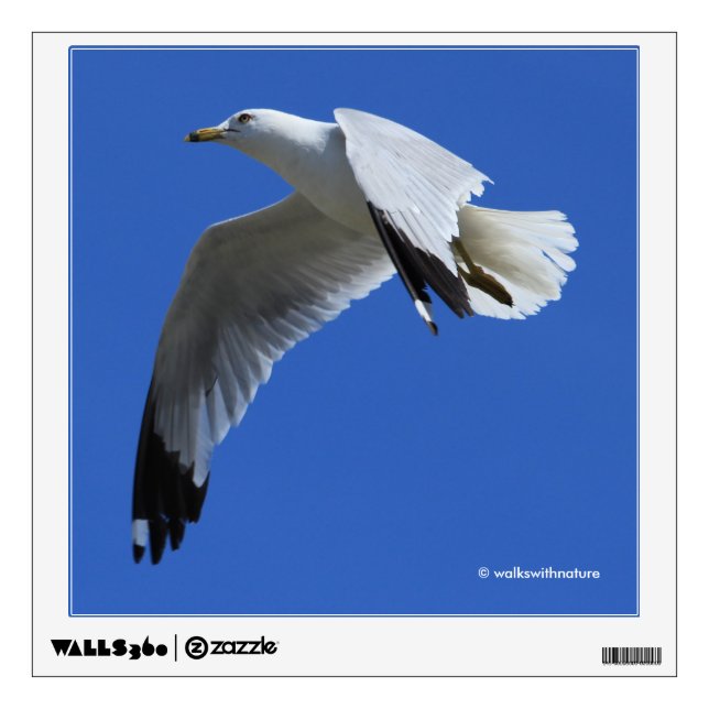 Breathtaking Ring-Billed Gull in Flight Wall Decal (Front)