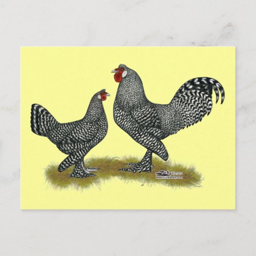 Breda Chickens Cuckoo Postcard