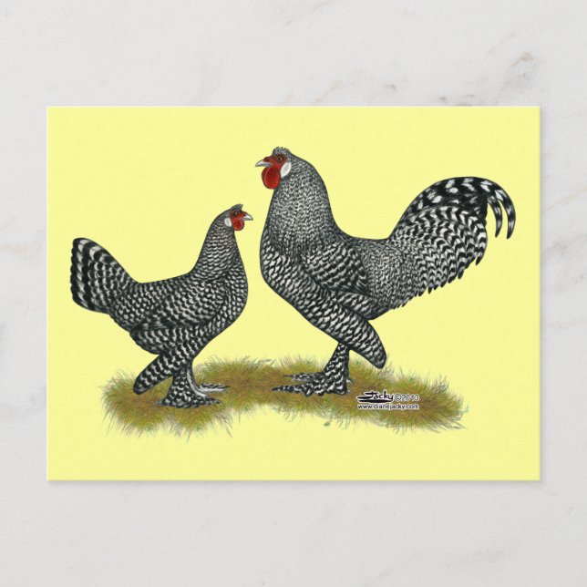 Breda Chickens Cuckoo Postcard (Front)