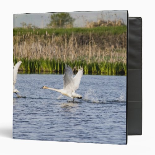 Breeding pair of tundra swans takeoff for binder