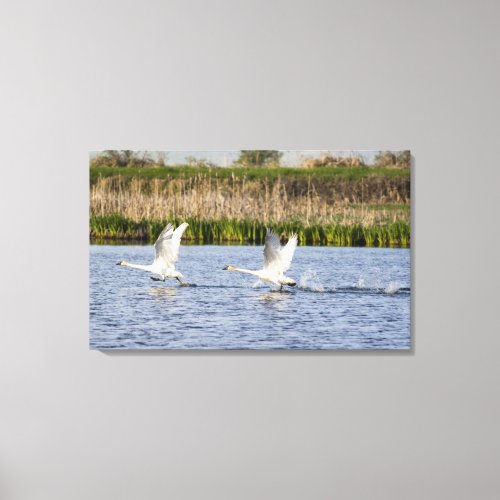 Breeding pair of tundra swans takeoff for canvas print