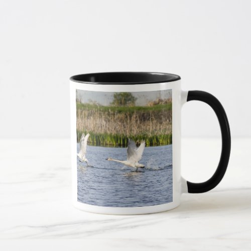 Breeding pair of tundra swans takeoff for mug