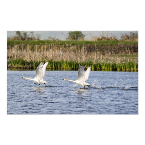 Breeding pair of tundra swans takeoff for photo print