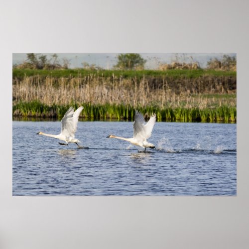 Breeding pair of tundra swans takeoff for poster