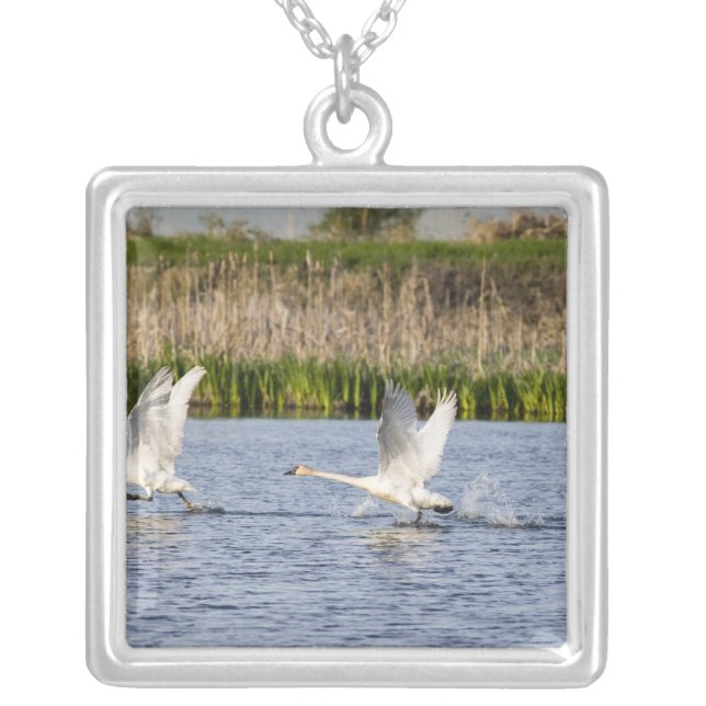 Breeding pair of tundra swans takeoff for silver plated necklace (Front)