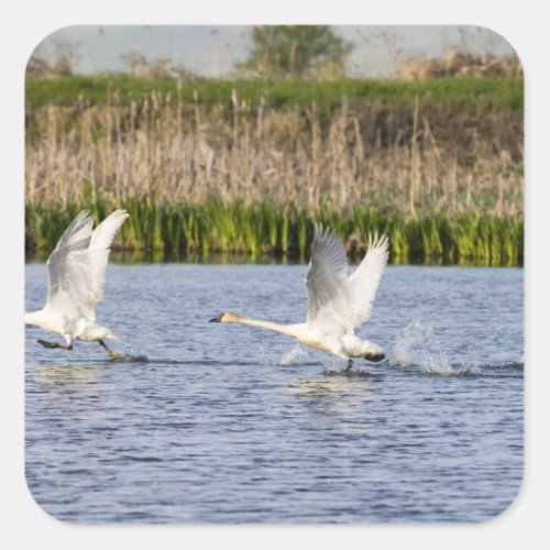 Breeding pair of tundra swans takeoff for square sticker