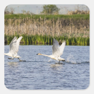 Breeding pair of tundra swans takeoff for square sticker