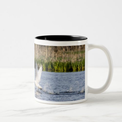 Breeding pair of tundra swans takeoff for Two_Tone coffee mug