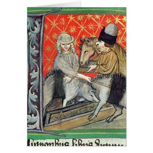 Breeding pigs and horses cards (Front)