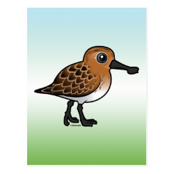 Spoon-billed Sandpiper breeding Postcard
