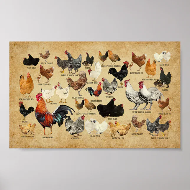breeds-of-chicken-vintage-farmer-poster-zazzle