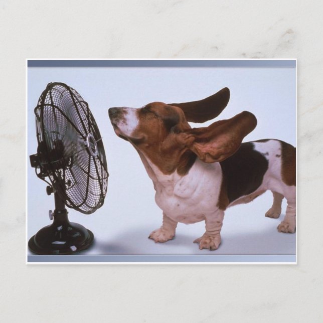 Breeze -Dog and Fan Postcard (Front)