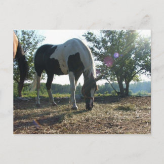 Breezy Sunbeams Postcard