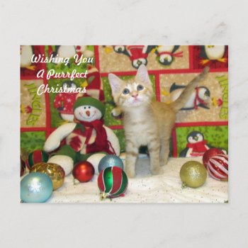 Breezy's Christmas Postcard - Cat / Kitten