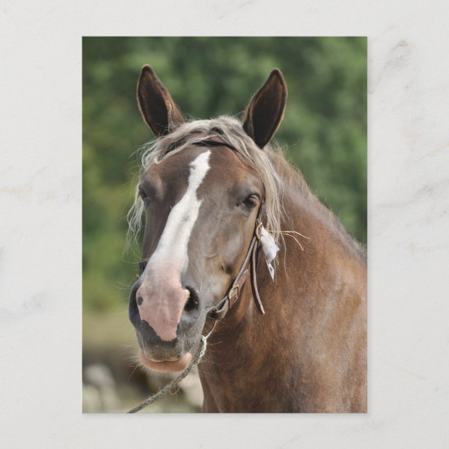 Breton draft mare postcard (Front)