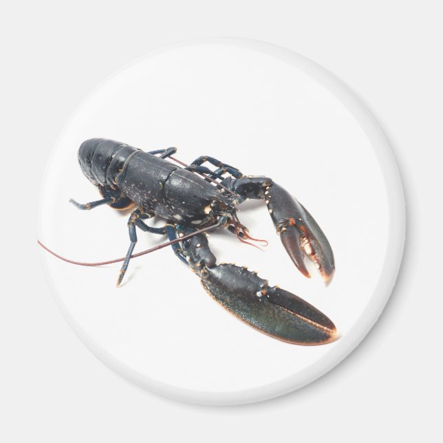 Breton lobster magnet (Front)
