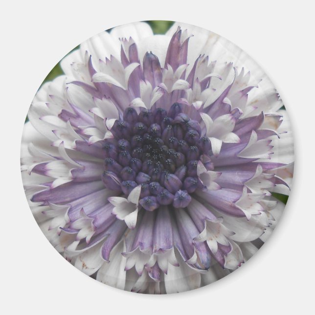 Brett Magnet (Front)