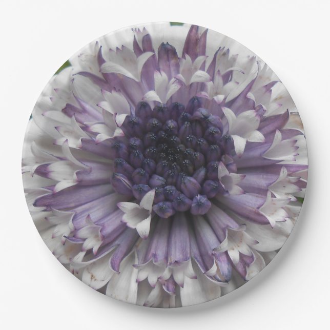 Brett Paper Plates (Front)