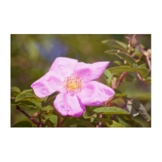 Briar Rose Acrylic Print