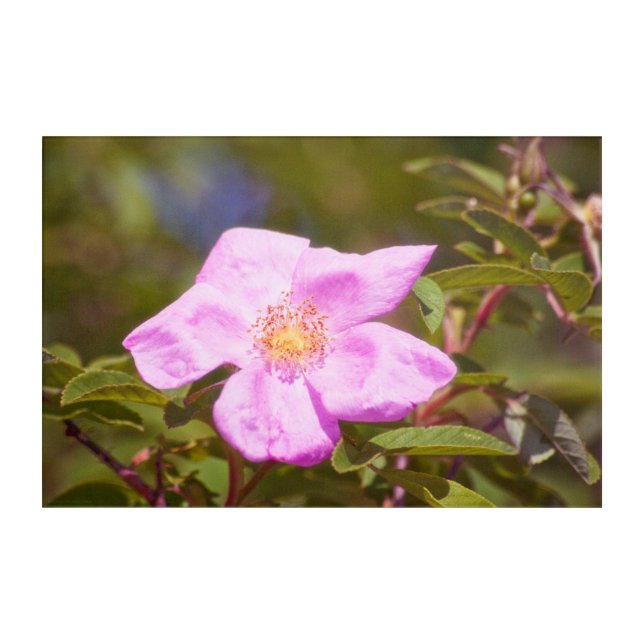 Briar Rose Acrylic Print (Front)