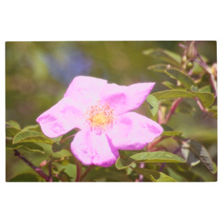 Briar Rose Metal Print
