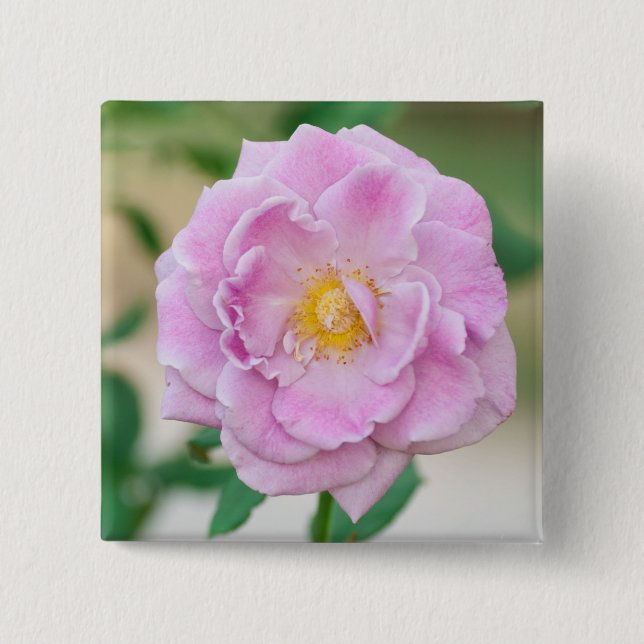 Briar Rose Pinback Button (Front)