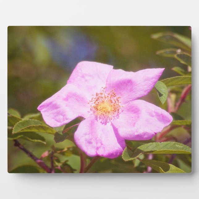 Briar Rose Plaque (Front)
