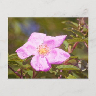 Briar Rose Postcard