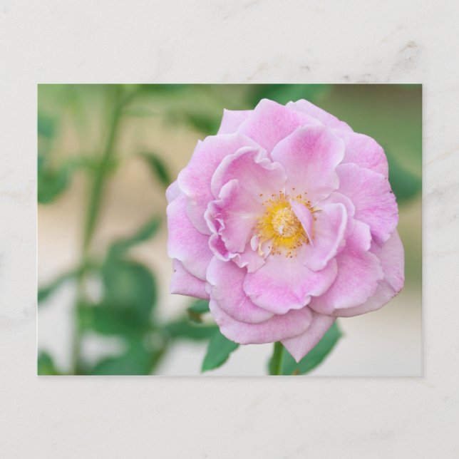 Briar Rose Postcard (Front)