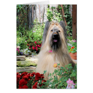 Briard Dog in Flower Garden