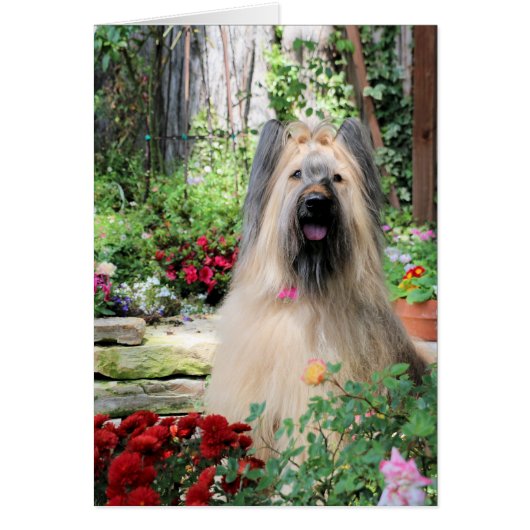 Briard Dog in Flower Garden (Front)