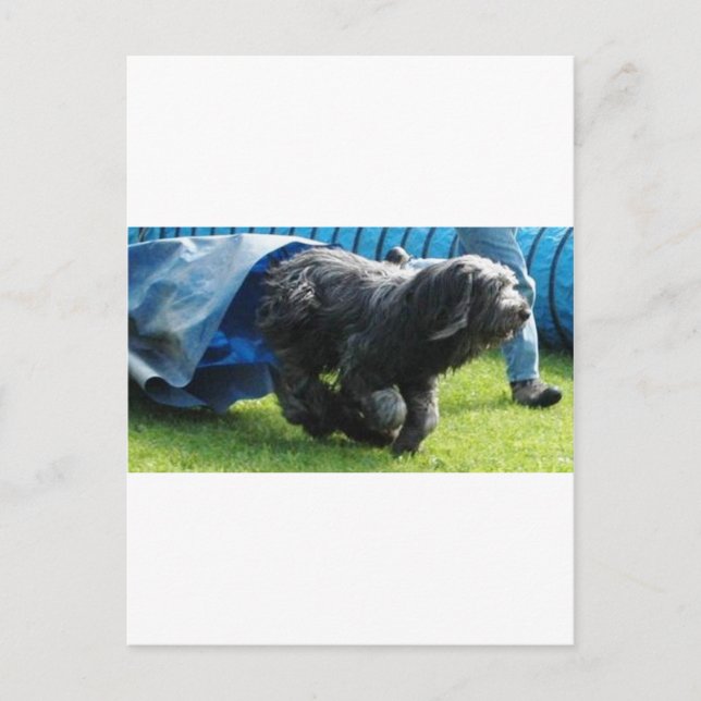 Briard Postcard (Front)