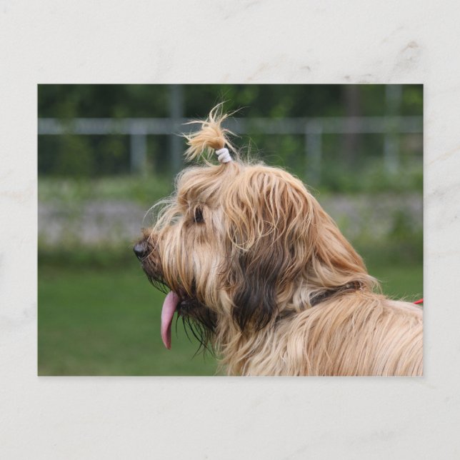 briard postcard (Front)
