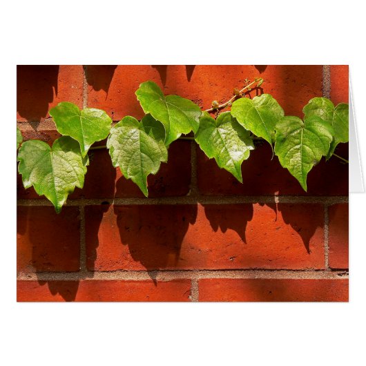Brick Ivy Cards (Front Horizontal)
