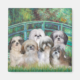 Bridge - 6 Shih tzus Magnet