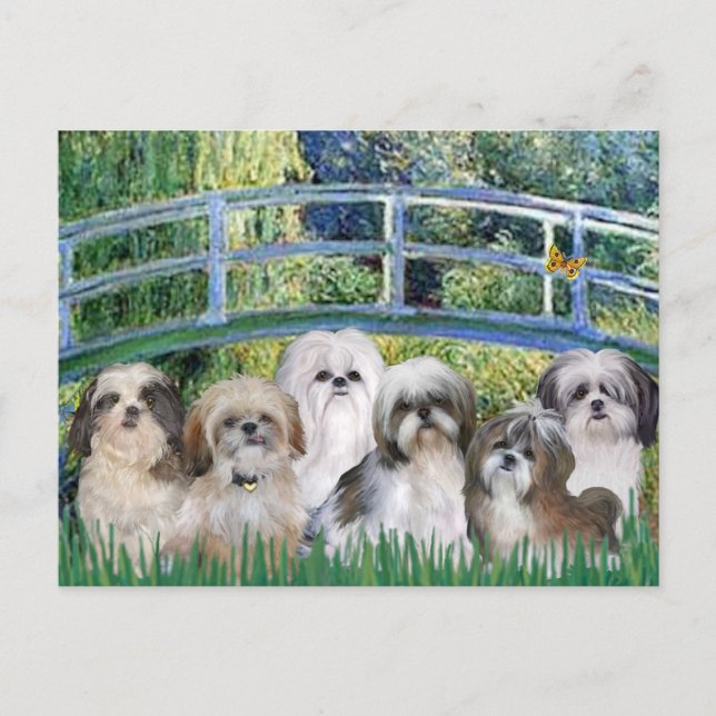 Bridge - 6 Shih tzus Postcard (Front)