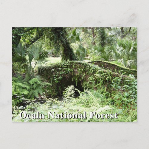 Bridge at Ocala National Forest Florida post card
