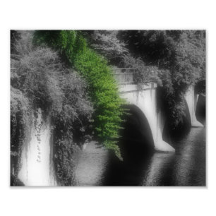 Bridge Of Flowers Partial Color 8x10 Photo Print