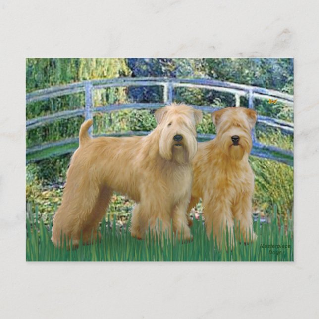 Bridge - Two Wheaten Terriers Postcard (Front)