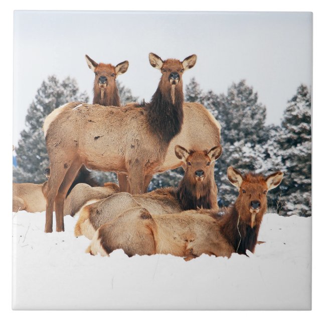Bridger Mountains Cow Elk Large 6" x 6" Ceramic Tile (Front)