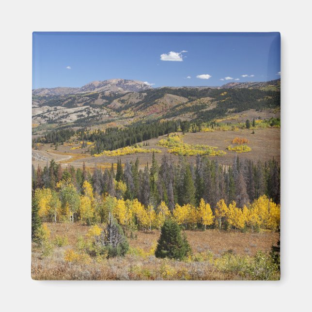 Bridger-Teton National Forest Magnet (Front)