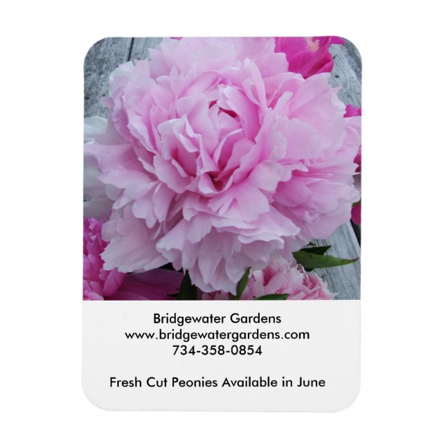 Bridgewater Gardens Peonies Magnet (Vertical)