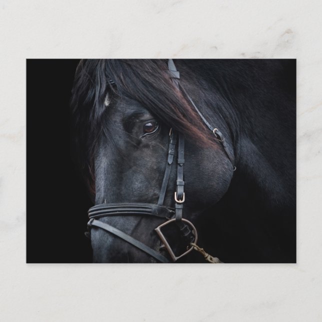 Bridled Black Stallion Face Postcard (Front)