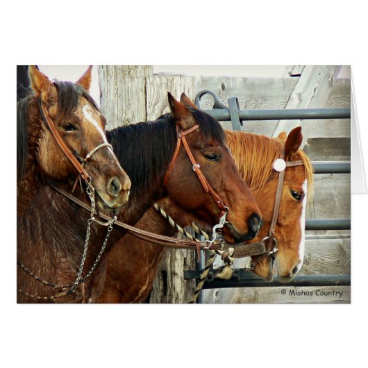 Bridled Horse Heads Cards (Front Horizontal)