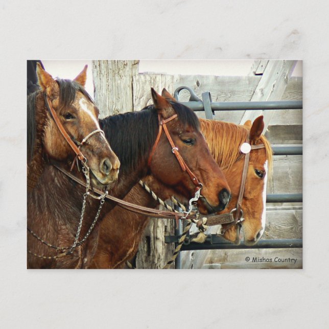 Bridled Horse Heads Postcard (Front)
