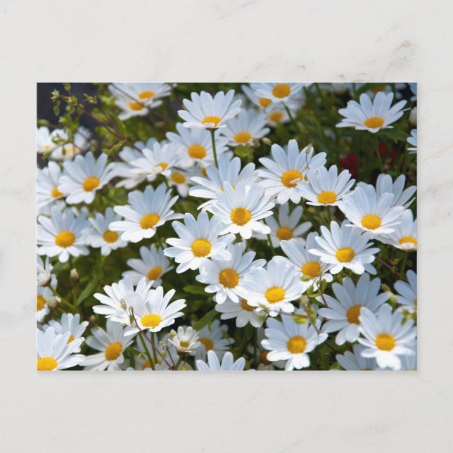 Briefkaart "veld vol madeliefjes" postcard (Front)